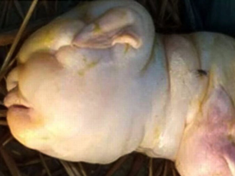 معزة تنجب رضيعًا بوجه إنسان وتثير صدمة